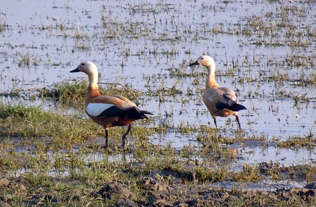 Arunachal/Tour/image