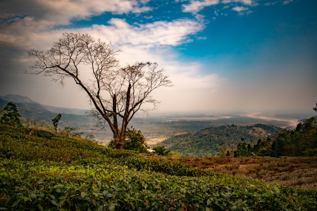 Arunachal/Tour/image