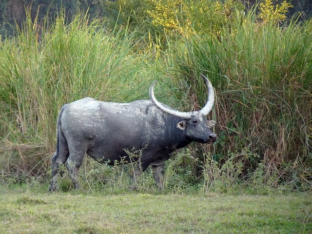 Arunachal/Tour/image